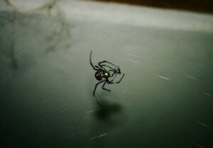 are black widow bites deadly