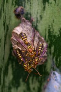 bald faced hornet nest removal