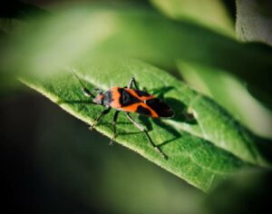 do boxelder bugs bite