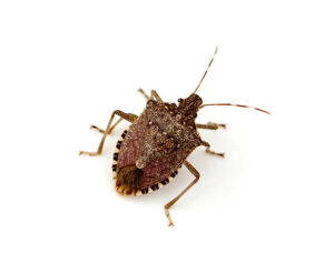 what attracts stink bugs