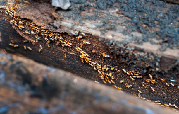 do termites swarm in fall