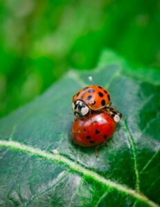 how to get rid of asian lady beetles