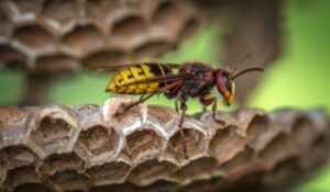 what does a yellow jacket nest look like