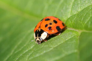 Asian Beetles