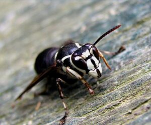 Bald-faced Hornets