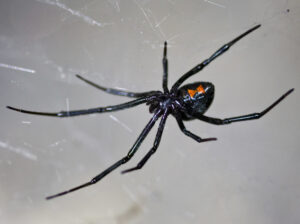 Black Widow Spiders