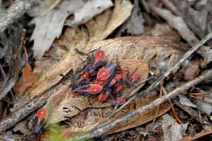 Boxelder Bugs