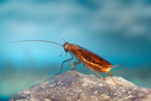 Brown-banded Cockroaches