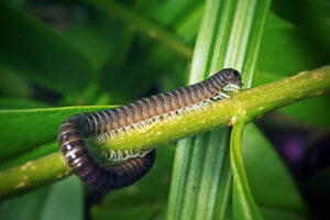 Millipedes