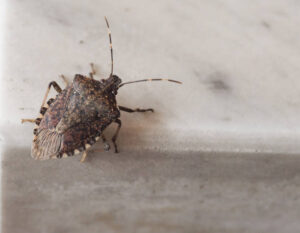 Stink Bugs