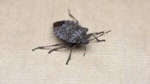 Stink Bug in your home in winter