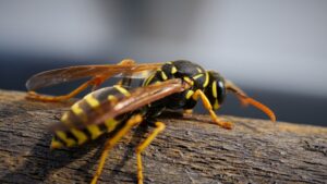 Wasps in Winter