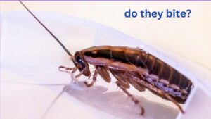 does german cockroaches bite