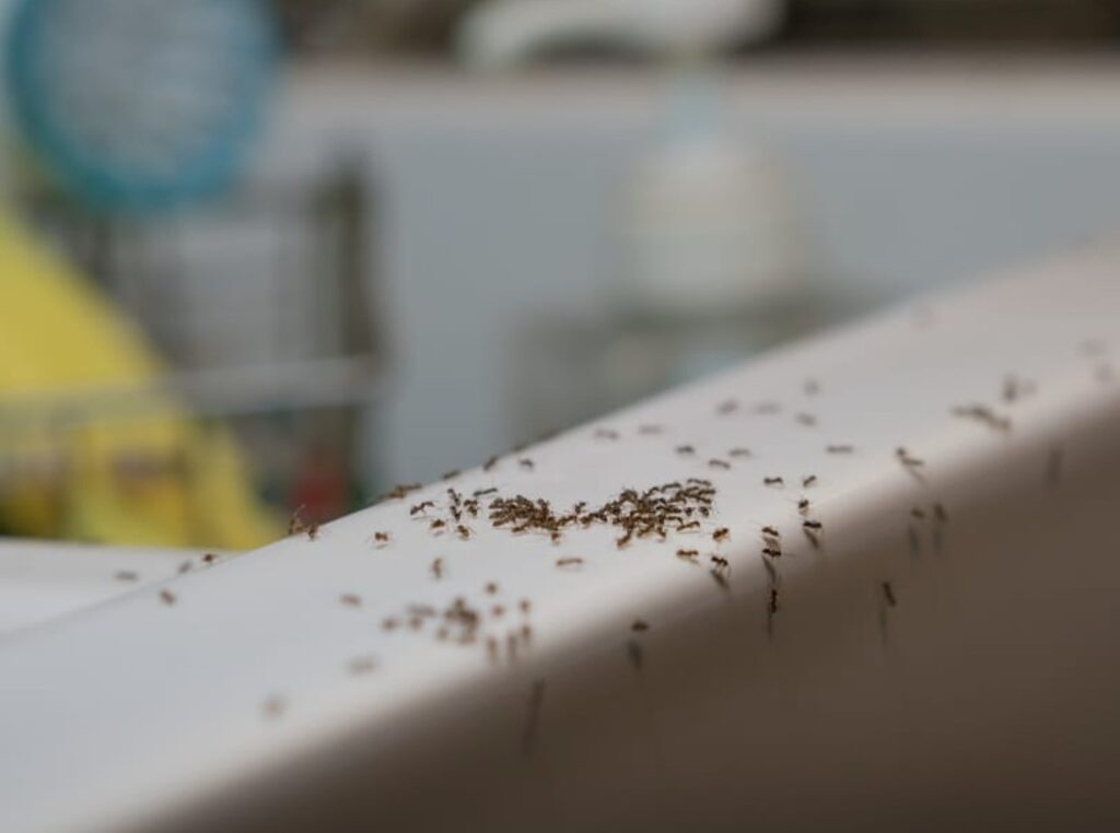 ants in kitchen spring