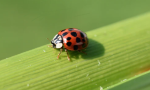 are asian beetles poisonous
