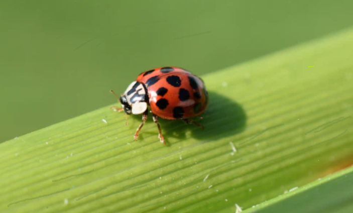 are asian beetles poisonous