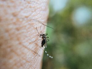 mosquitoes