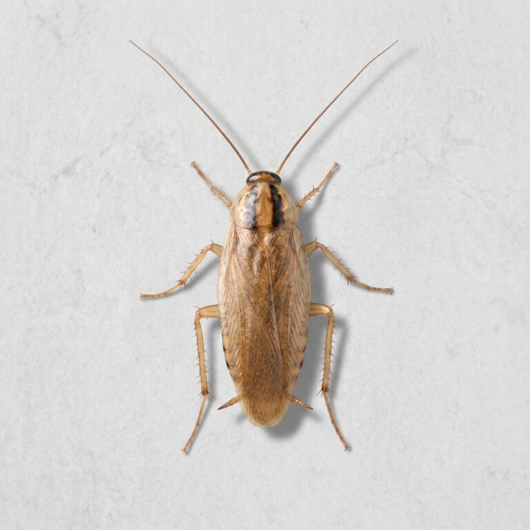German Cockroaches